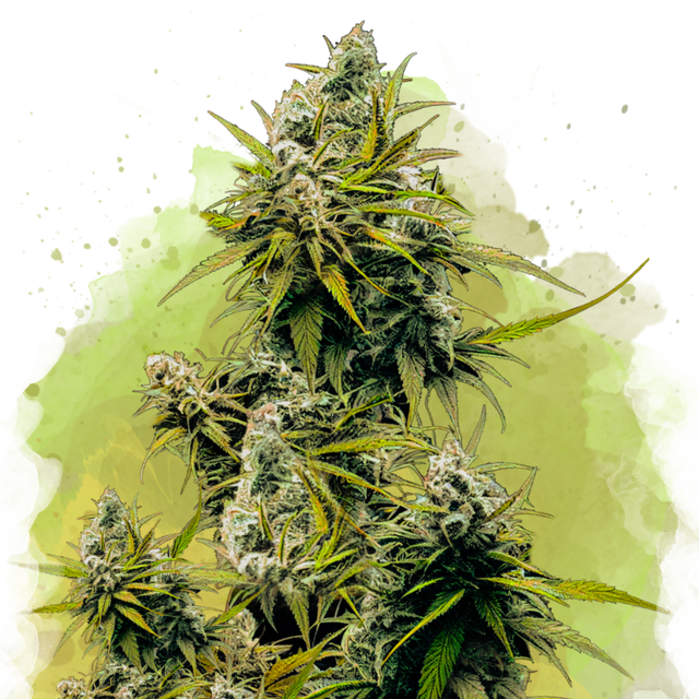 Lemon OG Haze Autoflower