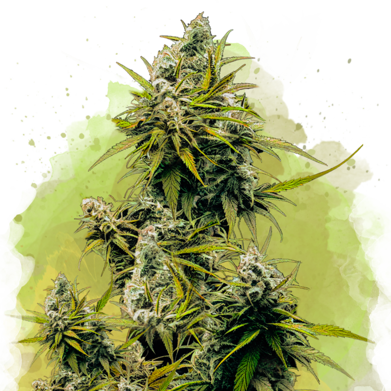 Lemon OG Haze Autoflower (100 seeds) - Nirvana Shop 