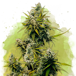 Lemon OG Haze Autoflower (100 seeds) - Nirvana Shop 