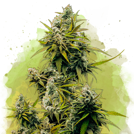 Lemon OG Haze Autoflower (100 seeds) - Nirvana Shop 