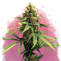 Lemon OG Haze Feminized