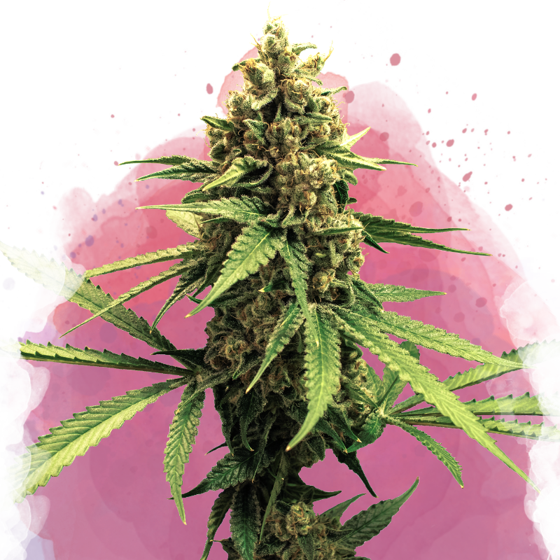 Lemon OG Haze Feminized (100 seeds) - Nirvana Shop 