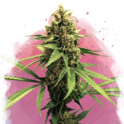 Lemon OG Haze Feminized (100 seeds) - Nirvana Shop 