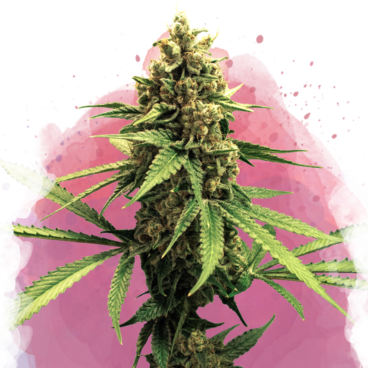 Lemon OG Haze Feminized (100 seeds) - Nirvana Shop 