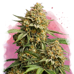 Lemon Cherry Gelato Feminized 100 Seeds