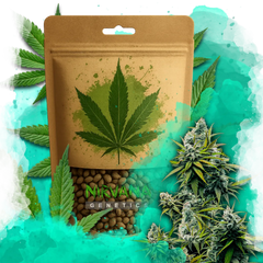 Lemon OG Haze Autoflower 100 Seeds