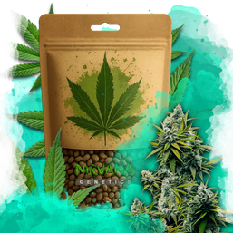 Lemon OG Haze Autoflower 100 Seeds