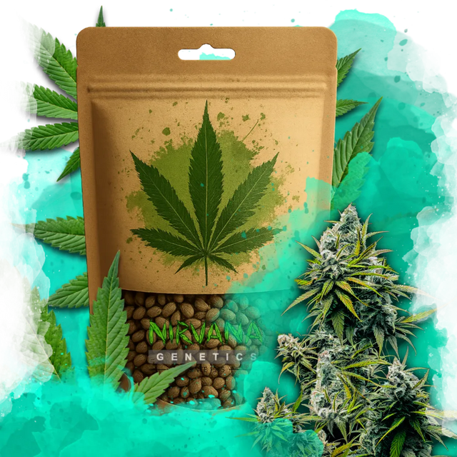 Lemon OG Haze Autoflower 100 Seeds