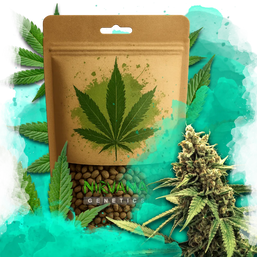 Lemon OG Haze Feminized 100 Seeds