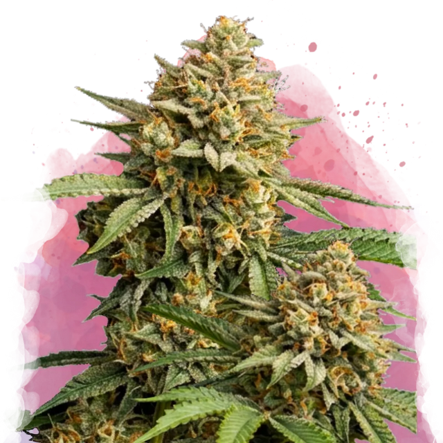 Lemon Cherry Gelato Feminized