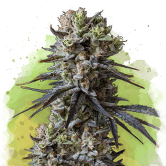 Lithium OG Kush Autoflower