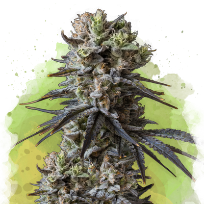 Lithium OG Kush Autoflower - Nirvana Shop 