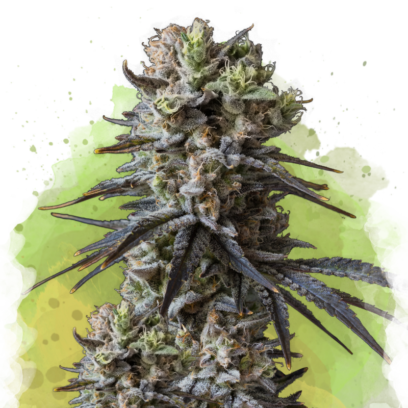 Lithium OG Kush Autoflower (100 seeds) - Nirvana Shop 