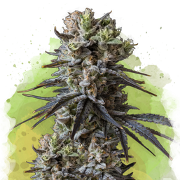 Lithium OG Kush Autoflower (100 seeds) - Nirvana Shop 