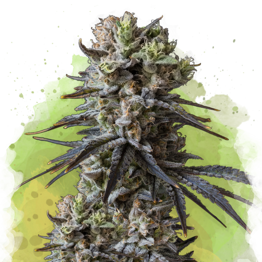 Lithium OG Kush Autoflower (100 seeds) - Nirvana Shop 