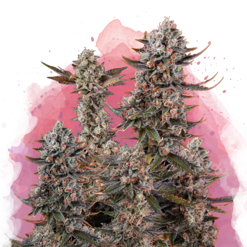og kush plant indoor Lithium OG Kush Feminized seeds