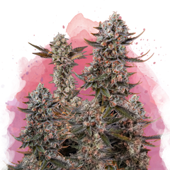 Lithium OG Kush Feminizované