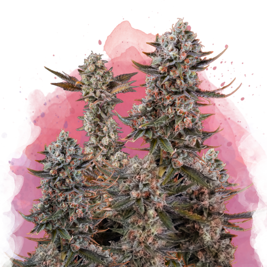 Lithium OG Kush Feminized - Nirvana Shop 