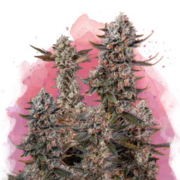 Lithium OG Kush Feminized Resale - Nirvana Shop 