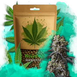 Lithium OG Kush Autoflower 100 Seeds