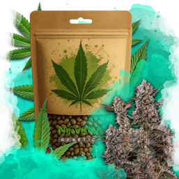 Lithium OG Kush Feminized 100 Seeds