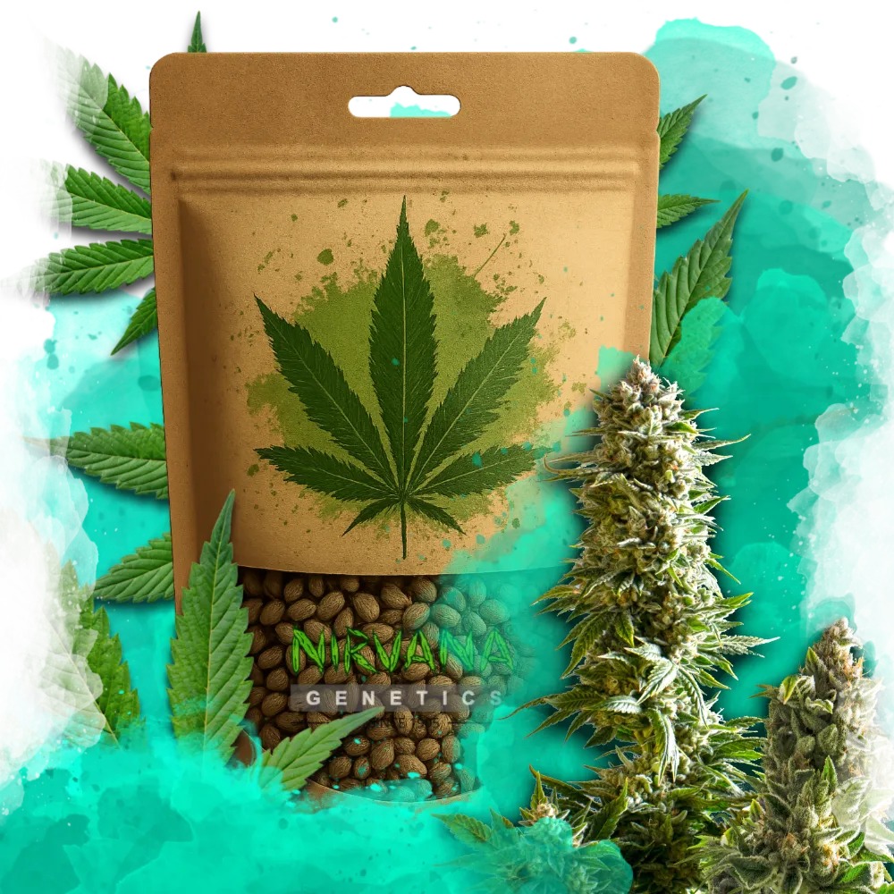 Master Kush Feminized 100 Seeds