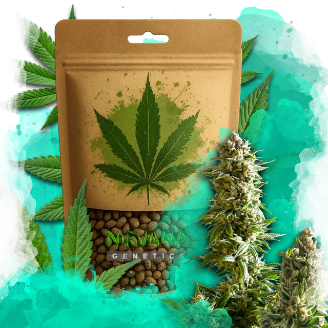 Master Kush Feminized 100 Seeds