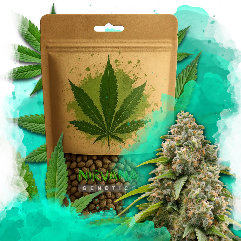 Matanuska Feminized 100 Seeds