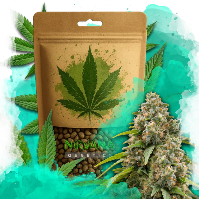 Matanuska Feminized 100 Seeds