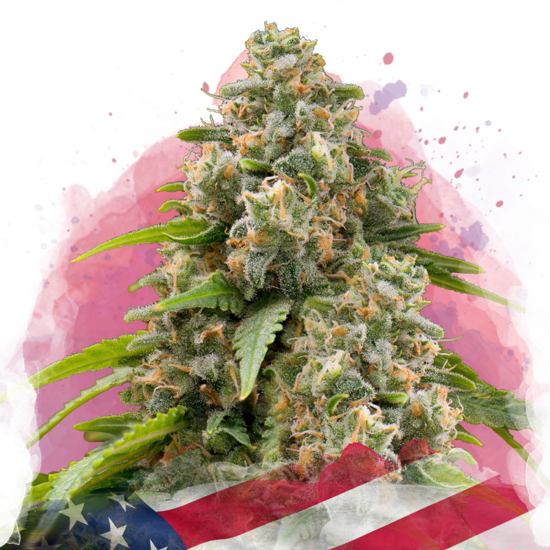 Matanuska Feminized (100 seeds) - Nirvana Shop 