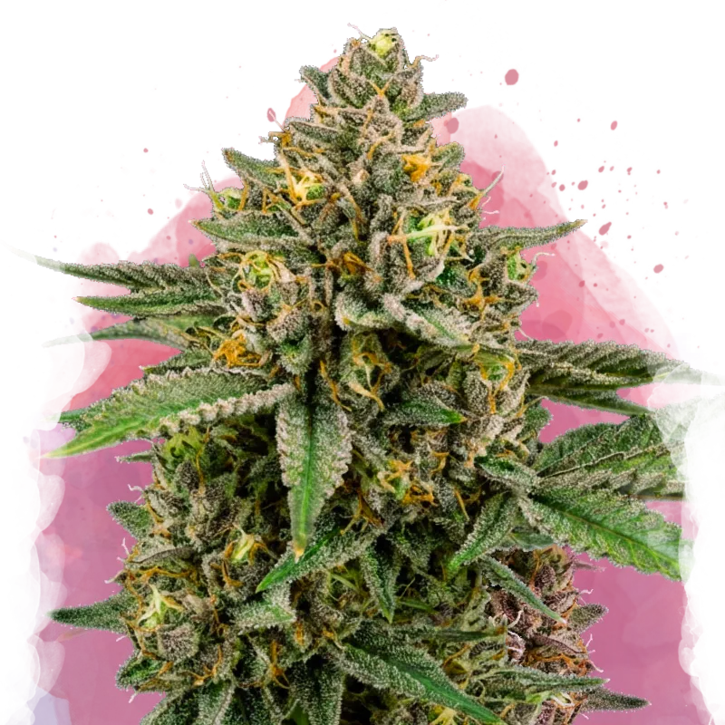 A close-up of a dense sativa-dominant hybrid cannabis plant with green leaves and orange pistils, covered in frosty trichomes, set against a white and pink watercolor-style background.