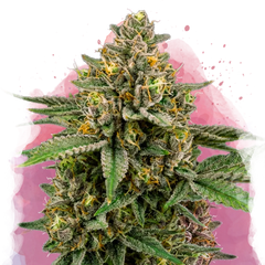 Mimosa Feminized