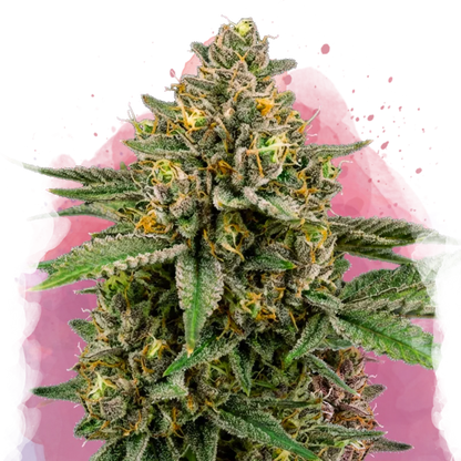 A close-up of a dense sativa-dominant hybrid cannabis plant with green leaves and orange pistils, covered in frosty trichomes, set against a white and pink watercolor-style background.