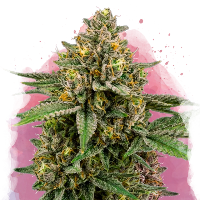 Mimosa Feminized 100 Seeds