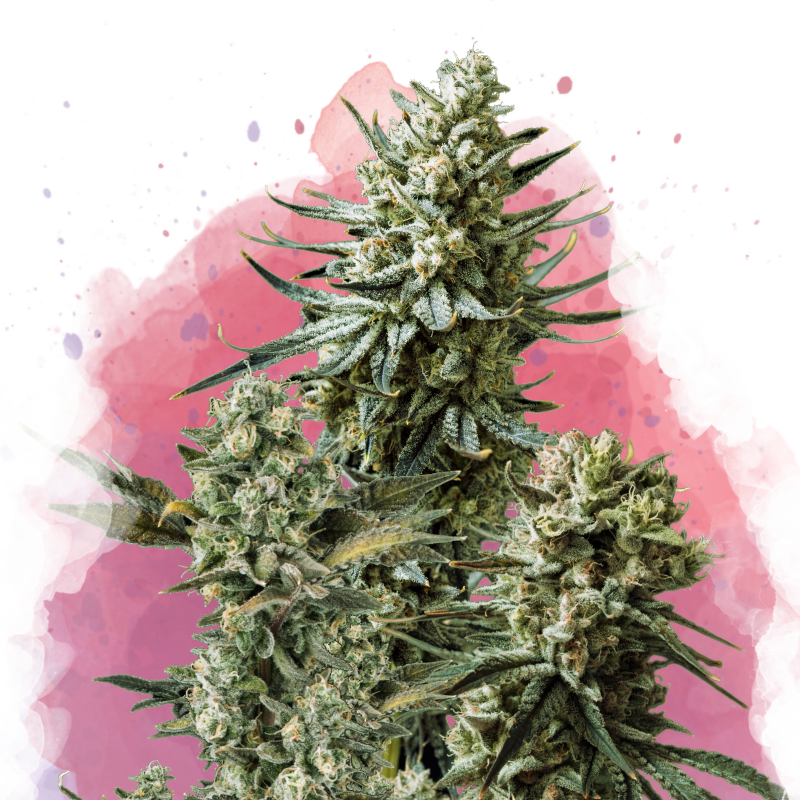 Misty Kush Feminized - Nirvana Shop 