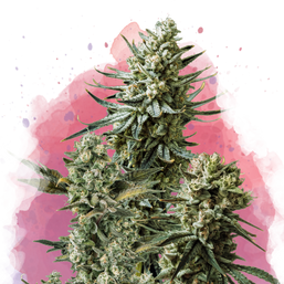 Misty Kush Feminized - Nirvana Shop 