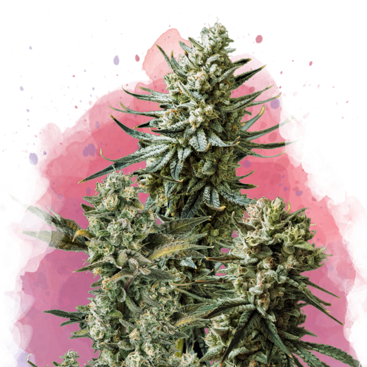 Misty Kush Feminized - Nirvana Shop 