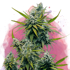 Nicole Kush Feminized