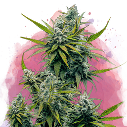 Nicole Kush Feminized - Nirvana Shop 