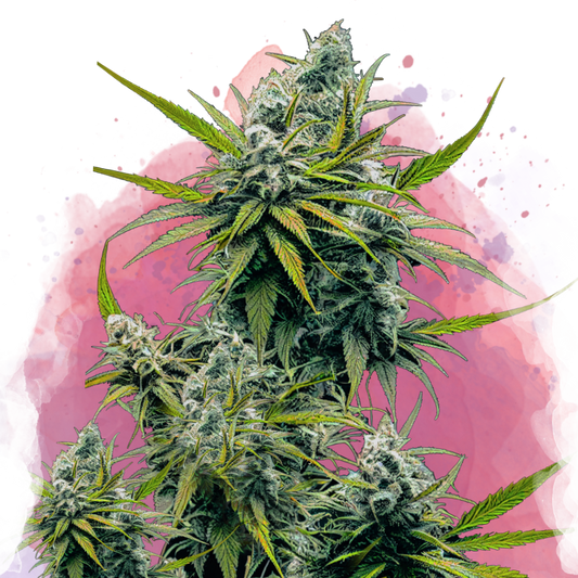 Nicole Kush Feminized - Nirvana Shop 