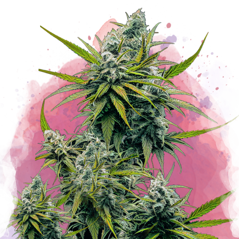 Nicole Kush Feminized (100 seeds) - Nirvana Shop 