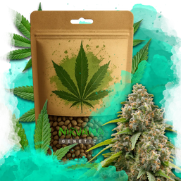 Nicole Kush Feminized 100 Seeds