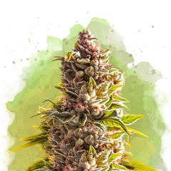 Northern Light Autoflower