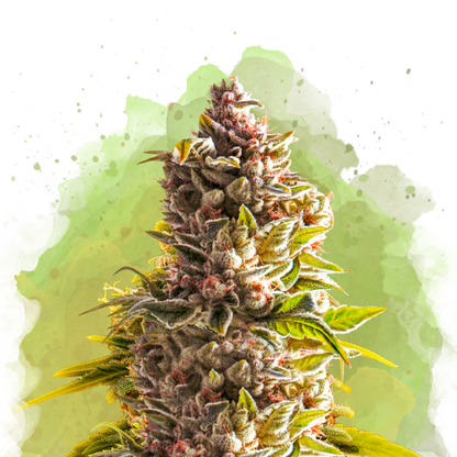 Northern Light Autoflower - Nirvana Shop 