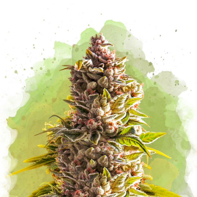 Northern Light Autoflower