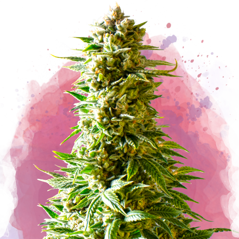 Northern Light Feminized - Nirvana Shop 