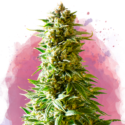 Northern Light Feminized - Nirvana Shop 