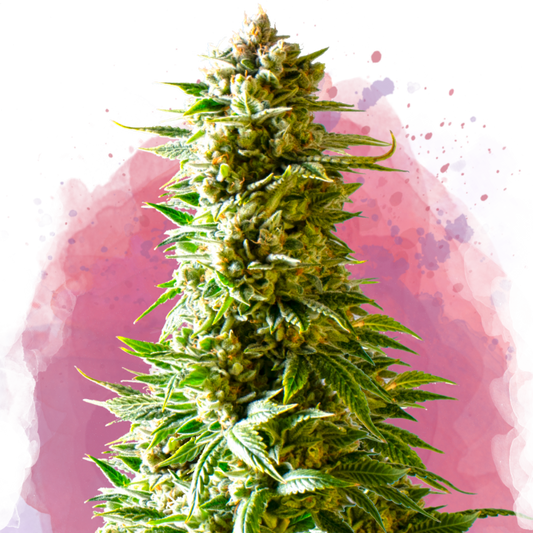 Northern Light Feminized - Nirvana Shop 