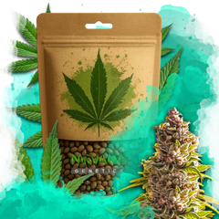 Northern Light Autoflower 100 Seeds