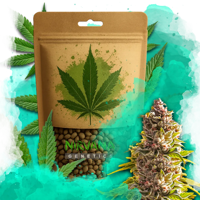 Northern Light Autoflower 100 Seeds